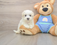 8 week old Maltipoo Puppy For Sale - Seaside Pups