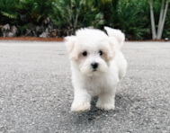10 week old Maltipoo Puppy For Sale - Seaside Pups
