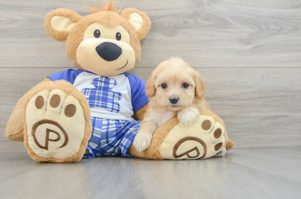 6 week old Maltipoo Puppy For Sale - Seaside Pups