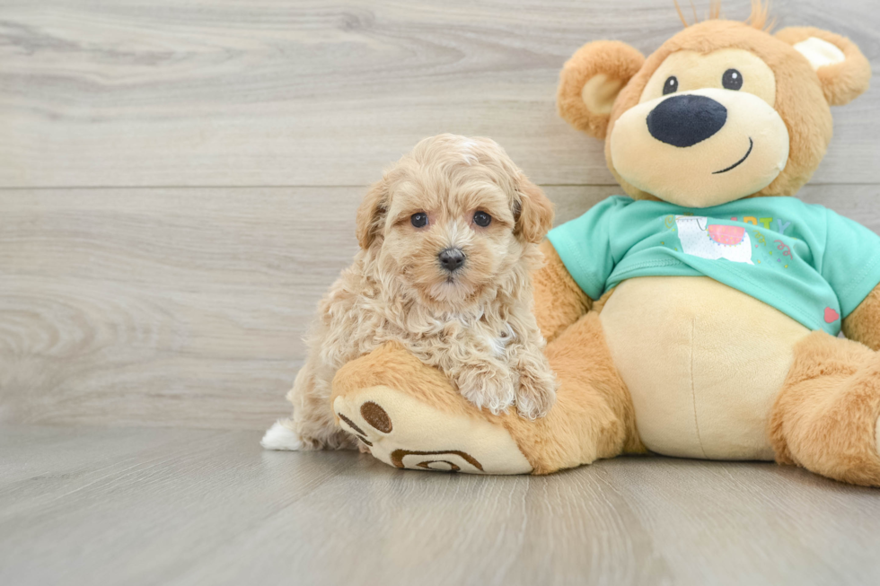 Maltipoo Puppy for Adoption