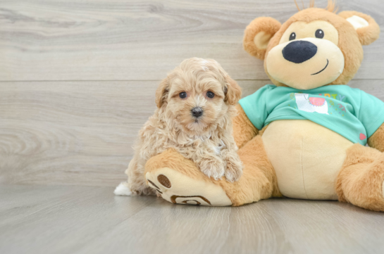 Maltipoo Puppy for Adoption