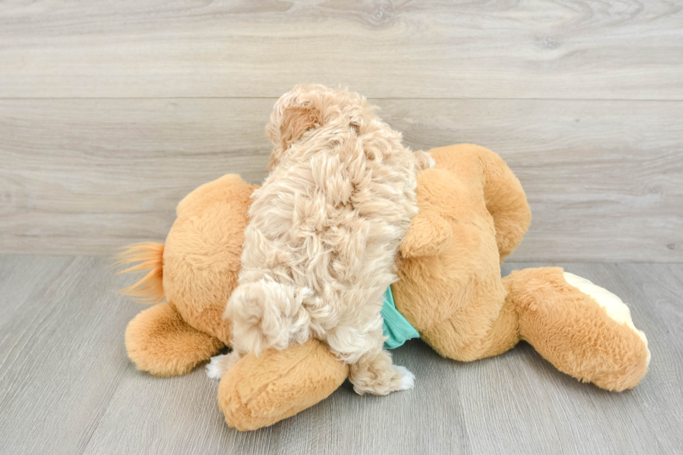 Best Maltipoo Baby