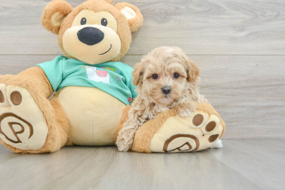 Maltipoo Pup Being Cute