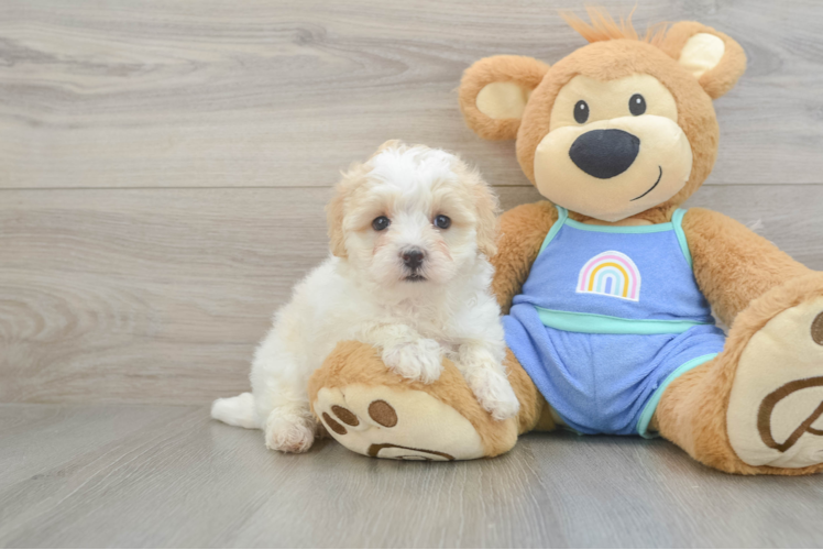 Happy Maltipoo Baby