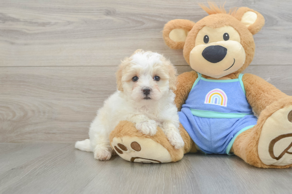 5 week old Maltipoo Puppy For Sale - Seaside Pups