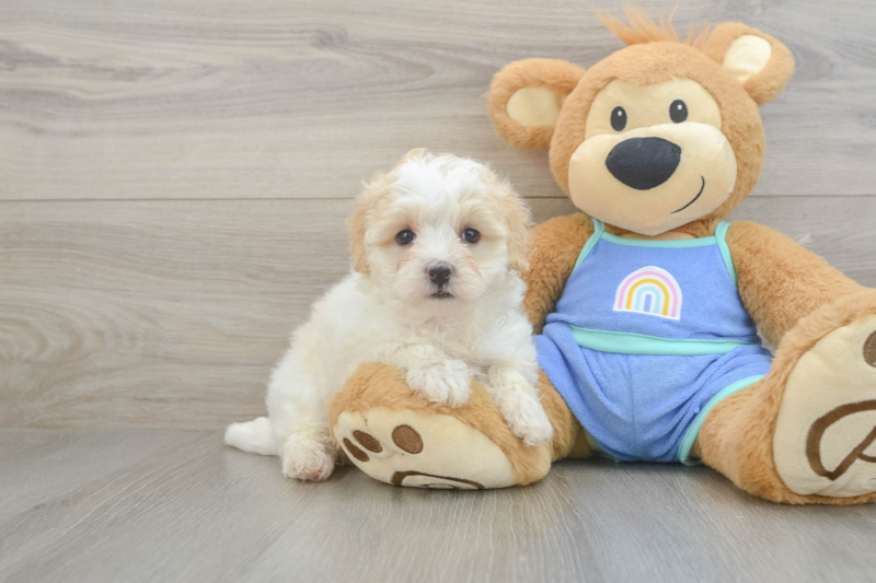 Meet Layla - our Maltipoo Puppy Photo 1/3 - Seaside Pups