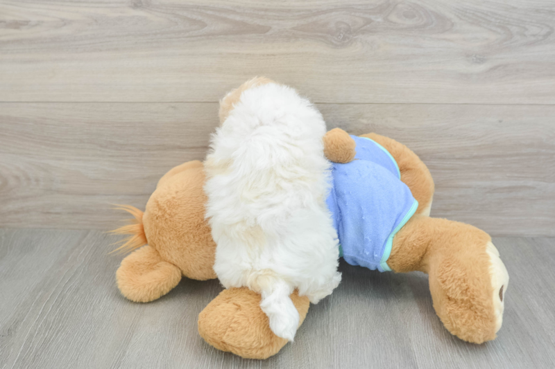 Meet Layla - our Maltipoo Puppy Photo 2/3 - Seaside Pups