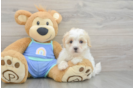 Maltipoo Puppy for Adoption
