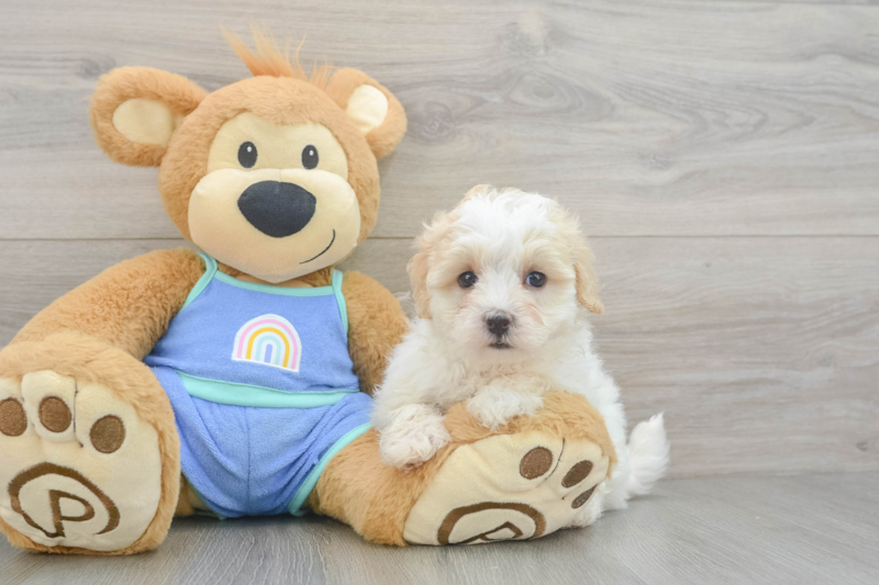 Meet Layla - our Maltipoo Puppy Photo 3/3 - Seaside Pups