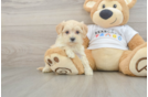 Friendly Maltipoo Baby