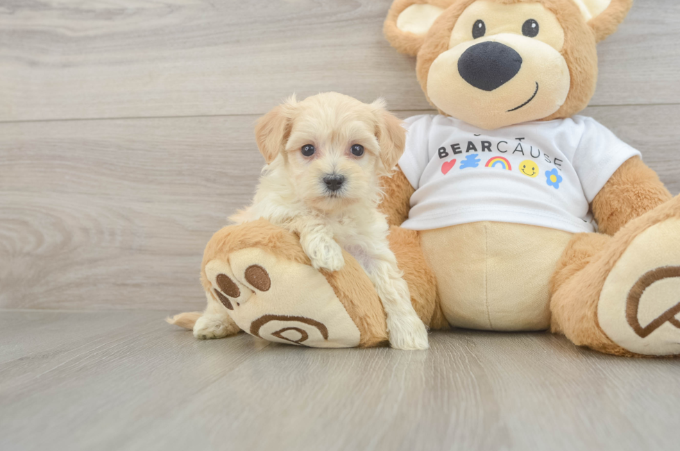 6 week old Maltipoo Puppy For Sale - Seaside Pups