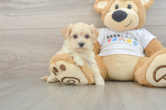 Friendly Maltipoo Baby