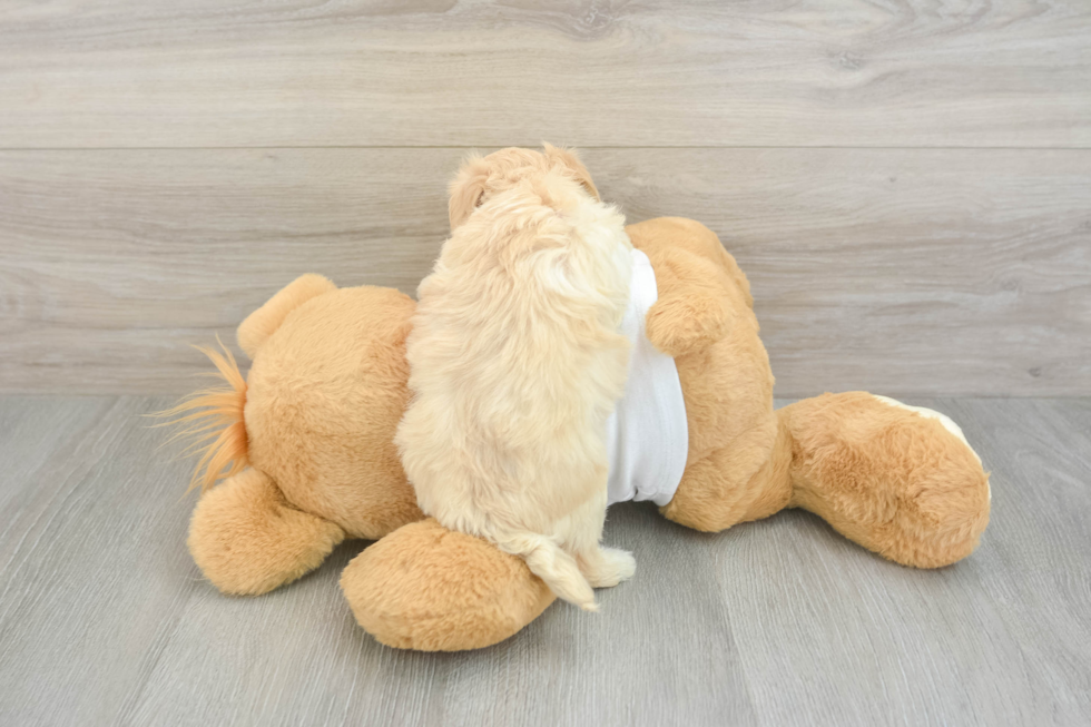 Maltipoo Pup Being Cute