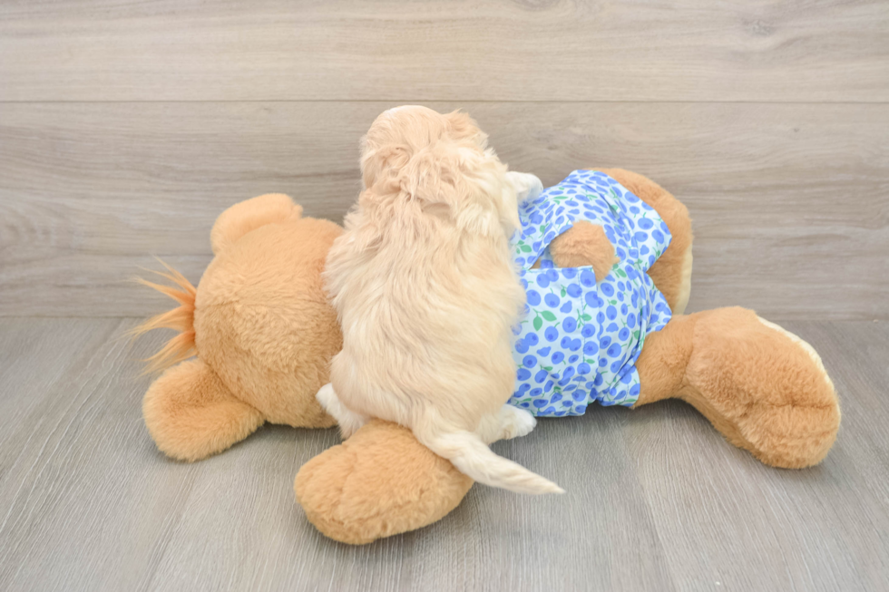 Maltipoo Puppy for Adoption