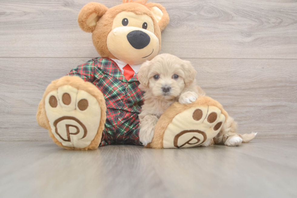 Cute Maltipoo Baby