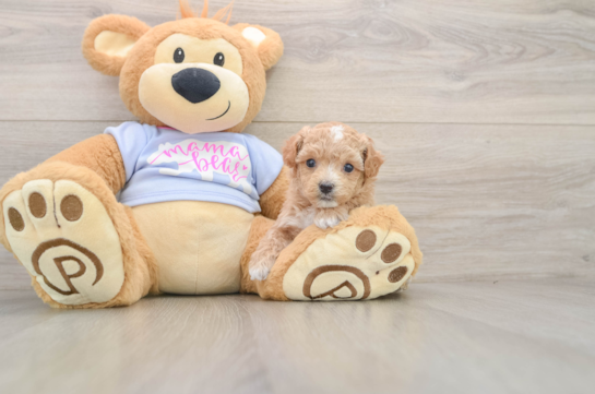 Maltipoo Pup Being Cute