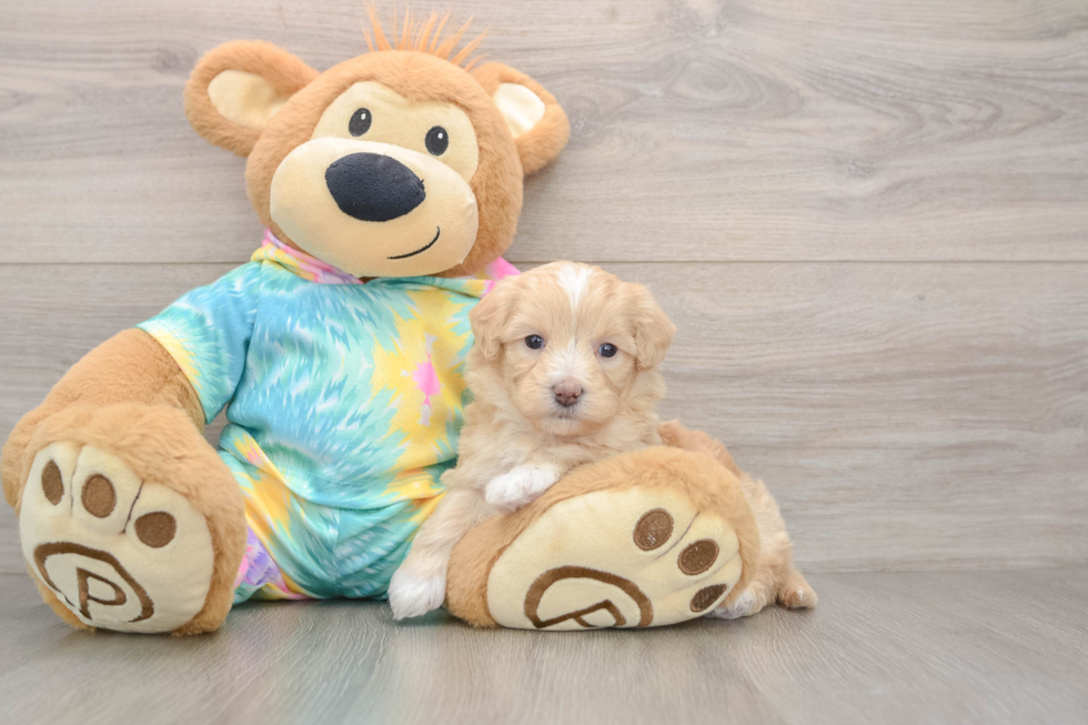 Maltipoo Pup Being Cute