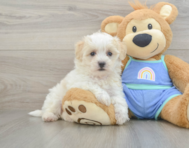 8 week old Maltipoo Puppy For Sale - Seaside Pups