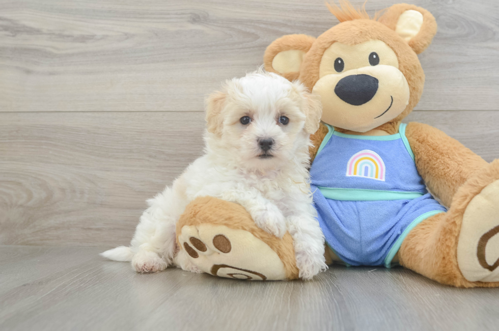 5 week old Maltipoo Puppy For Sale - Seaside Pups