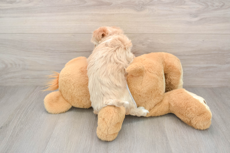 Popular Maltipoo Poodle Mix Pup