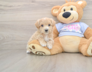 7 week old Maltipoo Puppy For Sale - Seaside Pups