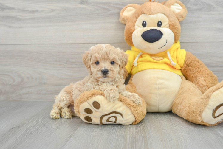 teddy bear maltipoo puppies