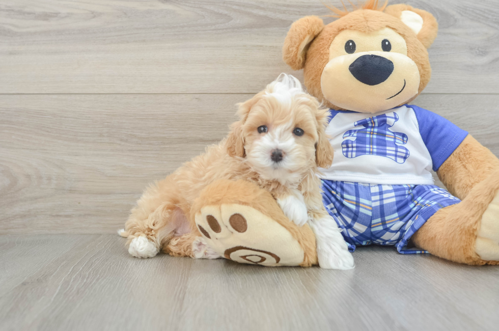 8 week old Maltipoo Puppy For Sale - Seaside Pups