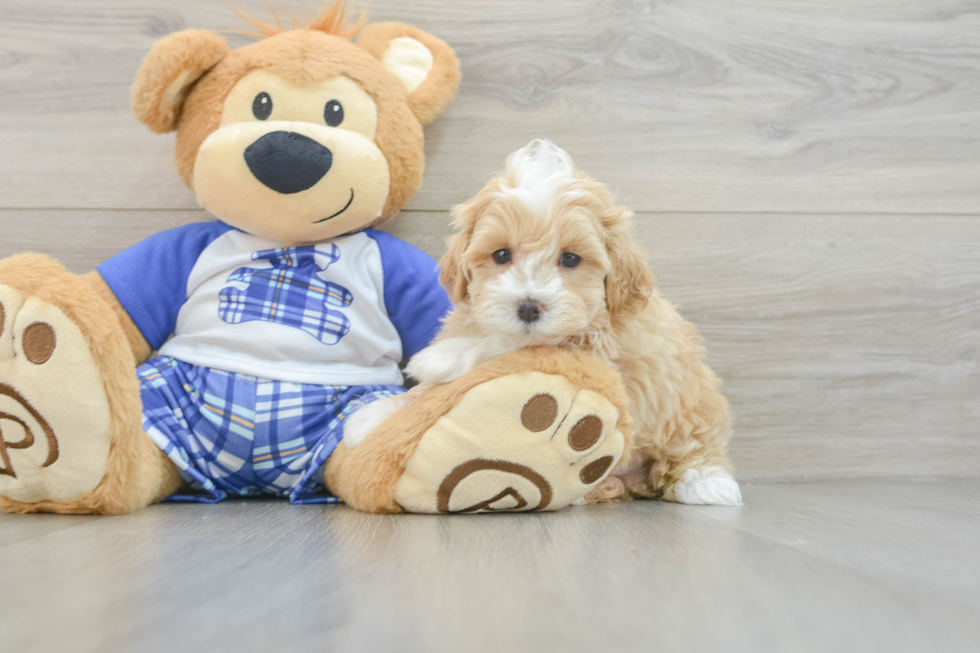 Petite Maltipoo Poodle Mix Pup