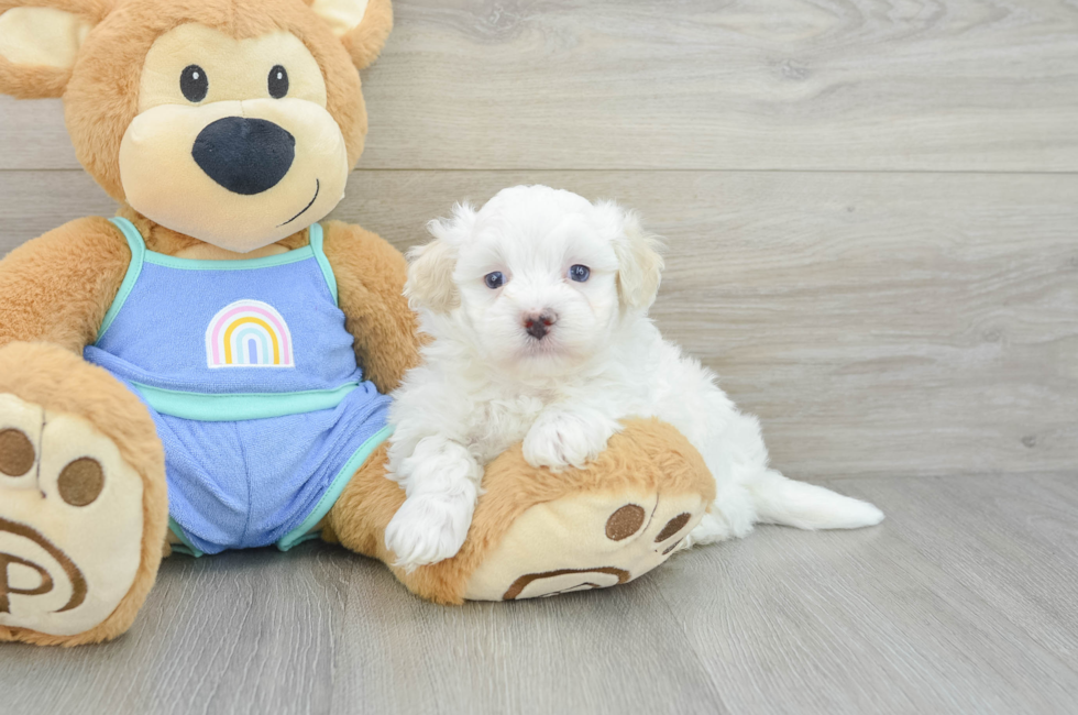 5 week old Maltipoo Puppy For Sale - Seaside Pups
