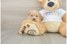 Funny Maltipoo Poodle Mix Pup