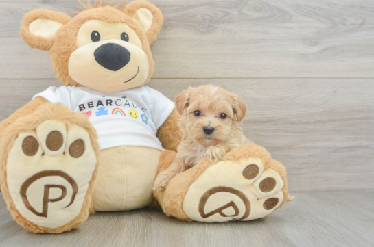 Popular Maltipoo Poodle Mix Pup
