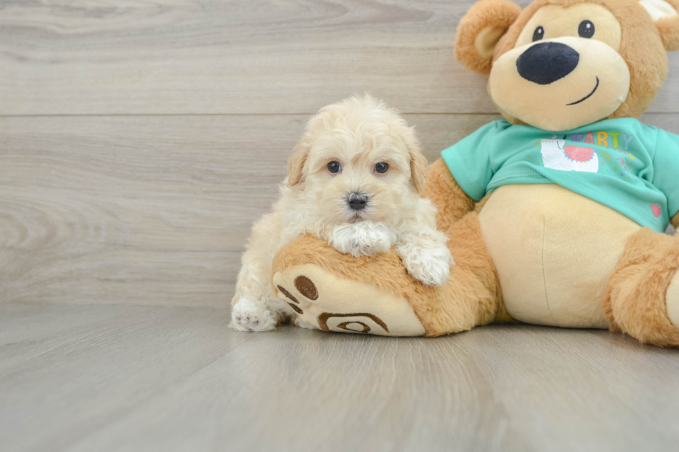 Maltipoo Pup Being Cute