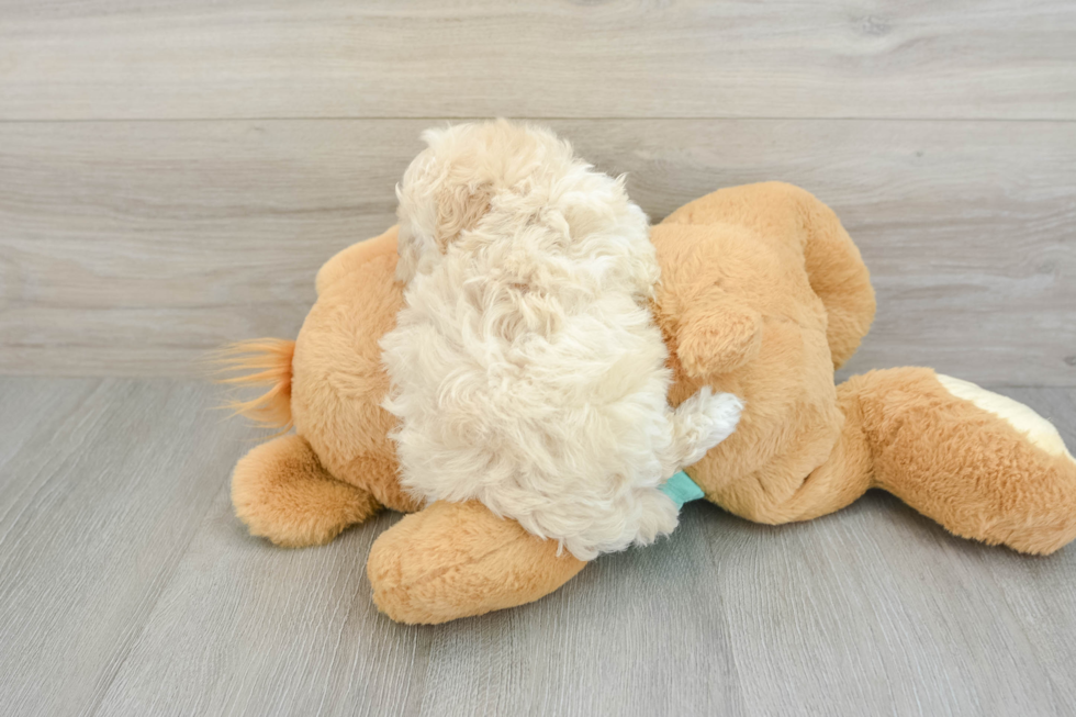 Best Maltipoo Baby