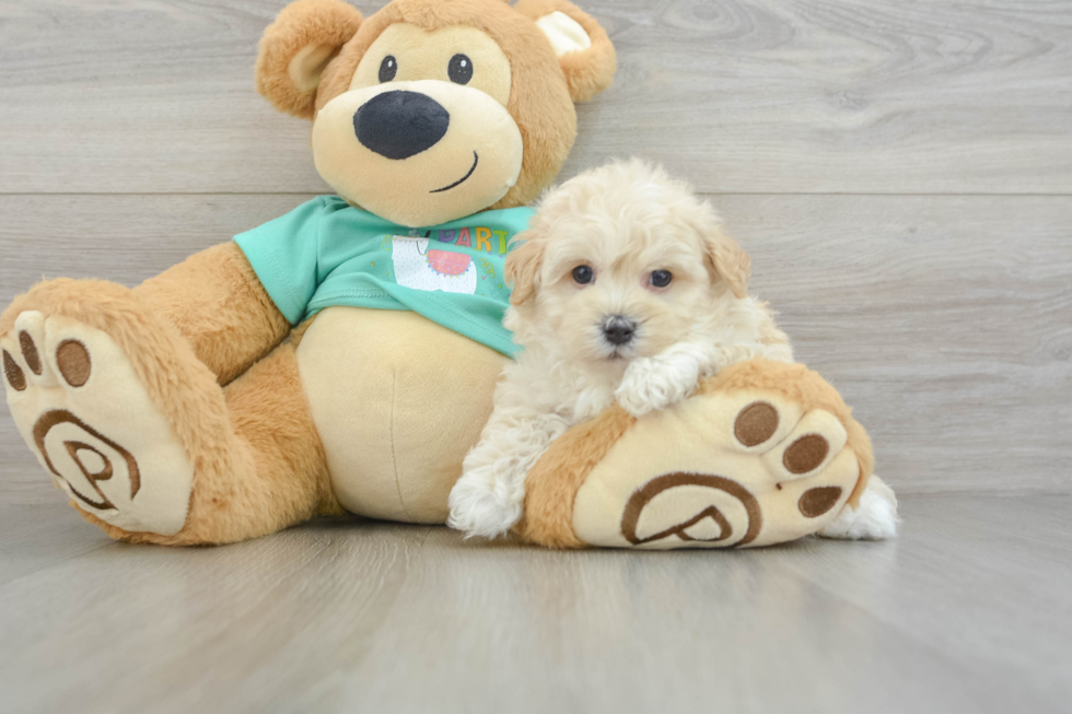 Maltipoo Pup Being Cute