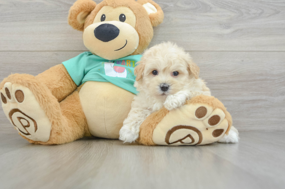 5 week old Maltipoo Puppy For Sale - Seaside Pups