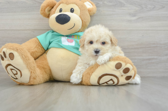 Maltipoo Pup Being Cute