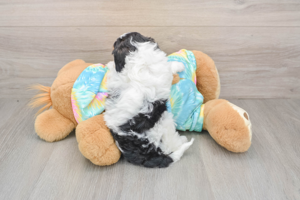 Playful Malt a Poo Poodle Mix Puppy