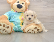 8 week old Maltipoo Puppy For Sale - Seaside Pups