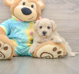 10 week old Maltipoo Puppy For Sale - Seaside Pups