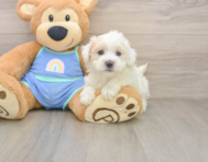 8 week old Maltipoo Puppy For Sale - Seaside Pups