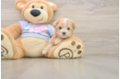 Fluffy Maltipoo Poodle Mix Pup