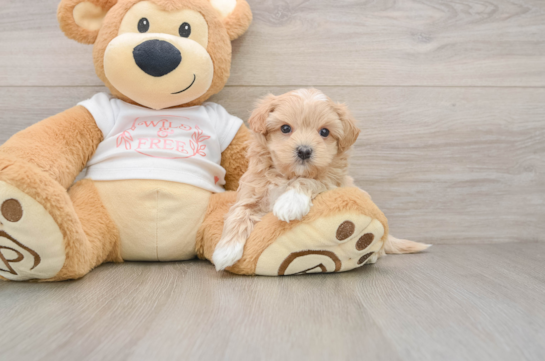 Adorable Malt Oodle Poodle Mix Puppy