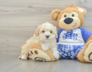 8 week old Maltipoo Puppy For Sale - Seaside Pups