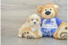 Maltipoo Puppy for Adoption