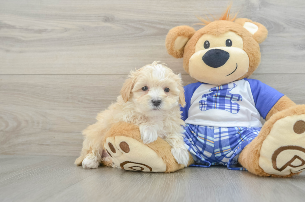 8 week old Maltipoo Puppy For Sale - Seaside Pups