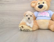 7 week old Maltipoo Puppy For Sale - Seaside Pups