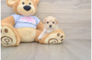 Adorable Malt a Poo Poodle Mix Puppy