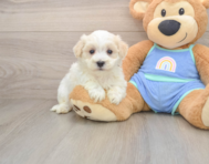 8 week old Maltipoo Puppy For Sale - Seaside Pups
