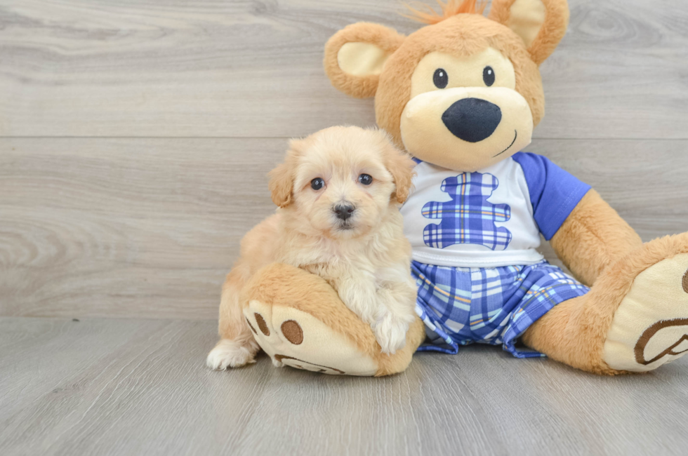 6 week old Maltipoo Puppy For Sale - Seaside Pups