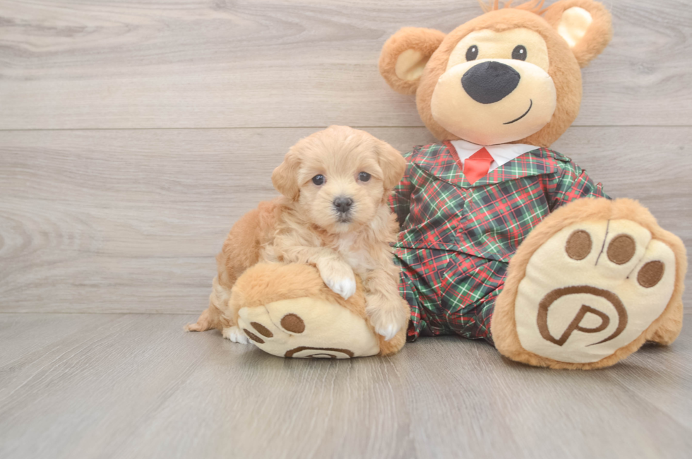 5 week old Maltipoo Puppy For Sale - Seaside Pups